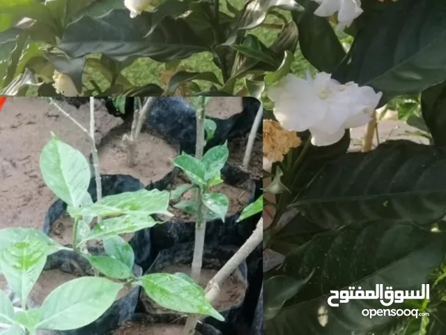 شتلات متنوعة بأسعار مناسبة الحق ما تلحق