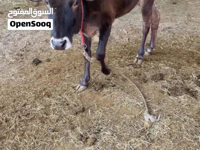 للبيع بقره مع بنته