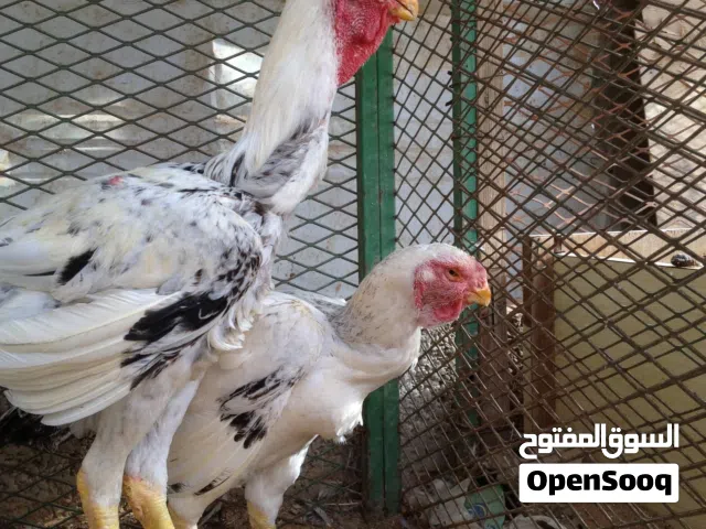 بيض فارسي مخصب للفقاسات