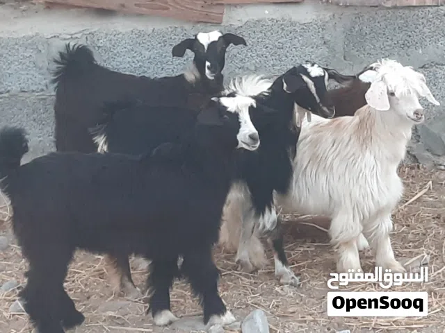 صخلات ماشاء الله