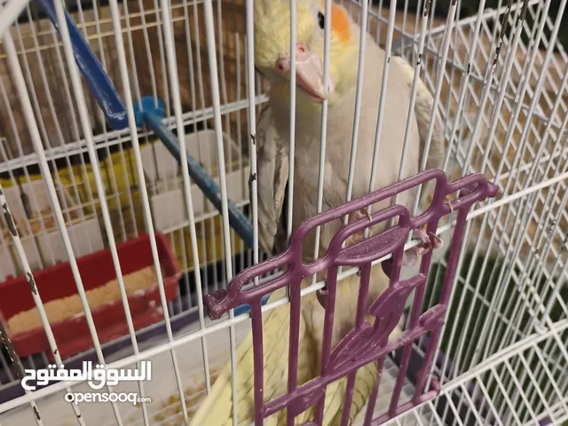 طيور للبيع