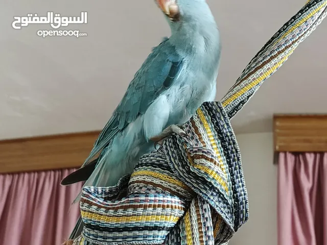 درة هندي لون سمائي للبيع