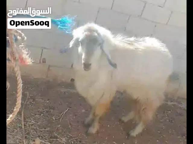 ثني  للبيع
