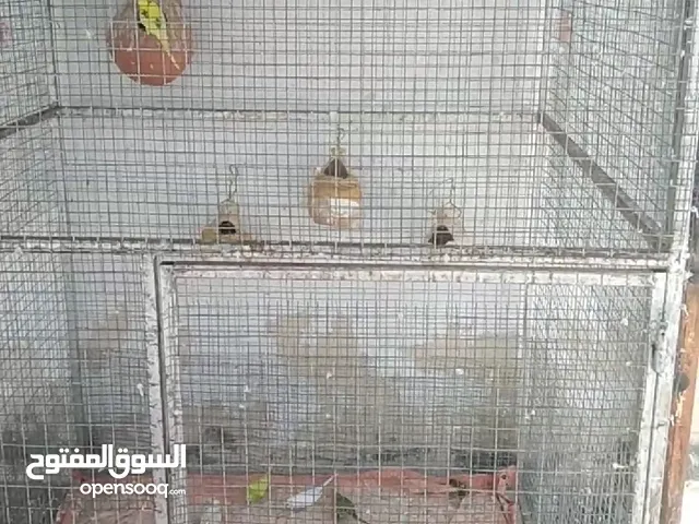 قفص للبيع ب 35 ريال قابل للتفاوض