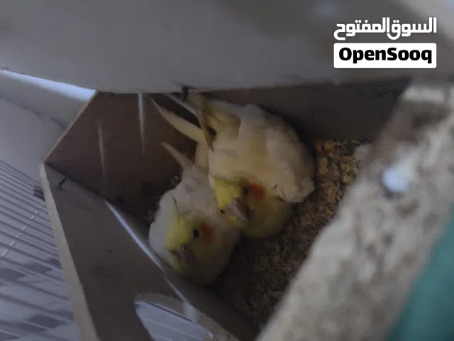 كوكتيل شكريات 65 المعقل