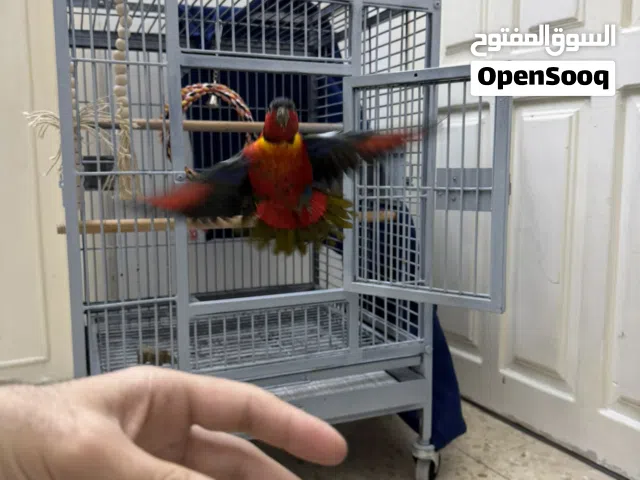 ببغاء لوري أحمر فرخ عمره تقريبا خمس ست شهور بيحكي أربع كلمات جناح كامل