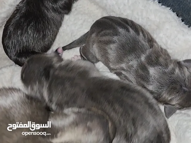 متوفر جراوي بيتبول