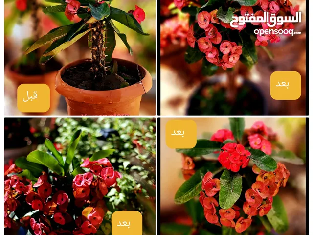 نباتات طبيعية