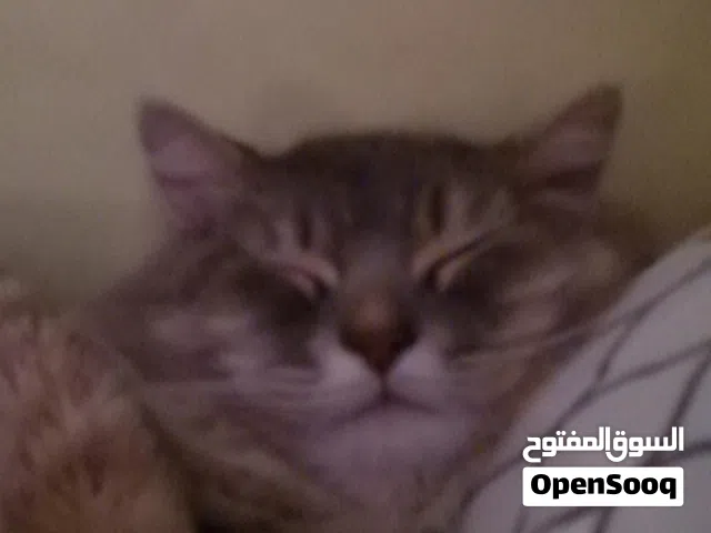 قط ذكر للتبني