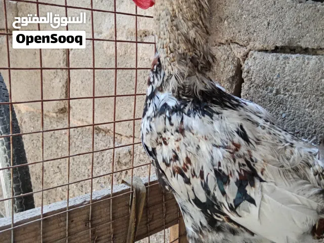 ديج عرب العدد اثنين