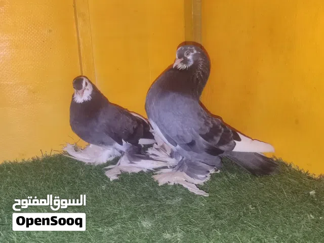 كوبيا هزاز معاها 5 انتاج .. نقبل تحويل