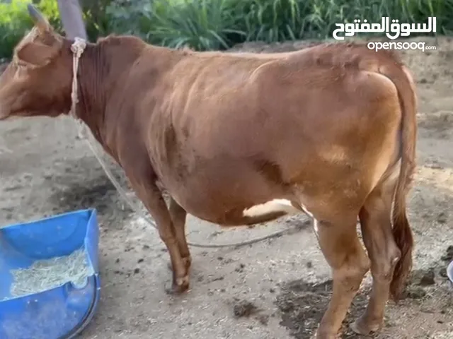 بقره عاقر سمين