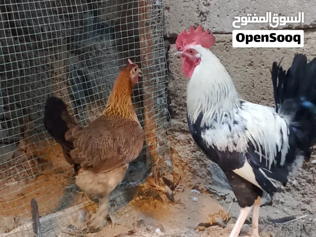 زوج دجاج كويتي للبيع او للمراوس بزوج دجاج كوشن