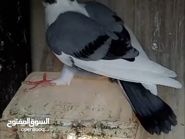 فرخيين اسطنابله للبيع