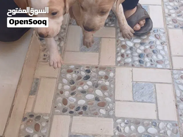 جراوه  بونتر انجليزي للبيع