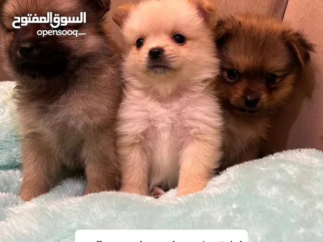 جراء بوميرينيان بعمر الشهرين للبيع puppy dog