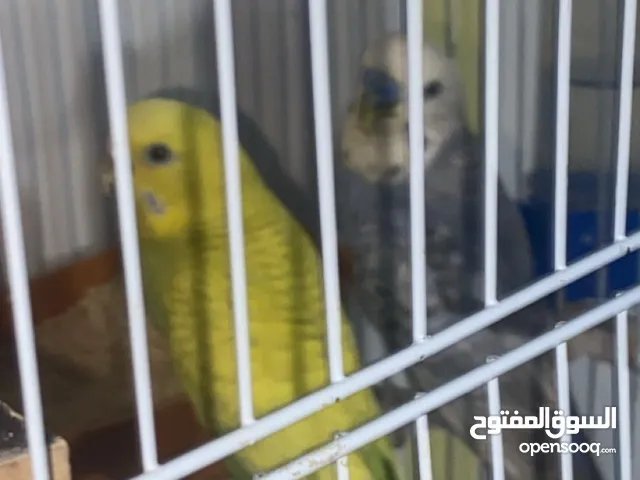 طيور حب منتجه وجاهزة للبيع