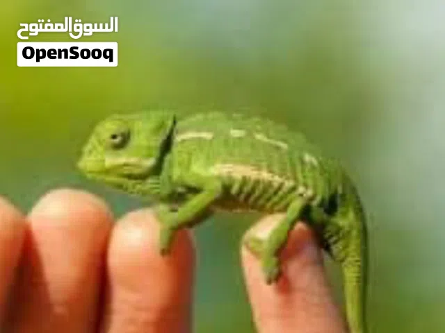 متوفر سلاحف حرباي النوع هندي مستورد. اليفه متوفر احجام بيبي بحجم عقله الاصبع متوفر مستوورد هندي