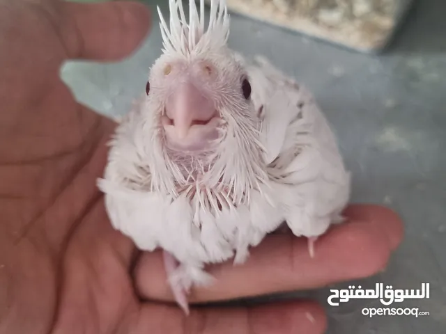 زوج كروان سبق له الإنتاج افراخ كروان أو الكوكتيل هولندي والبينو ولاتينو وحبشي وجميع الأنواع ّّّّّّّ