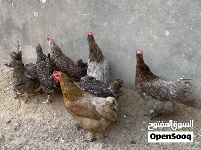 دجاج الله يبارك يدحي حجم غليظ الله يبارك المكان سوق الجمعة