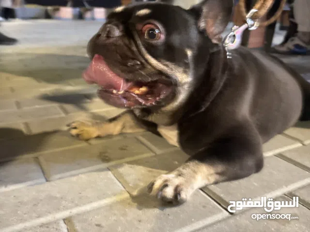 للبيع فرنش بول دوق