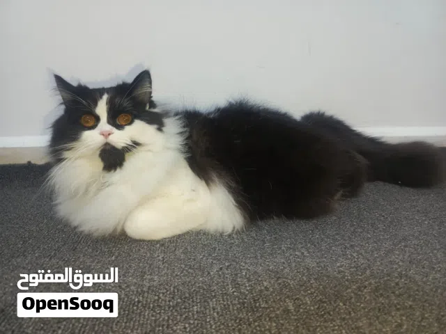 بيرشن مكس شانشيلا ذكر معقم مطعم