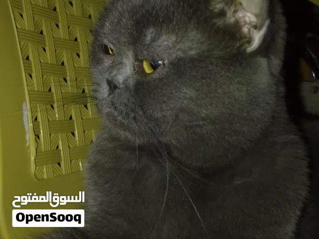 قط ذكر سكوتش ستريت