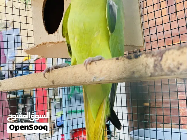 Indian Ringneck parrot