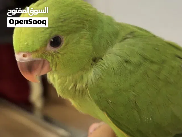 ببغاء بروتوجريس