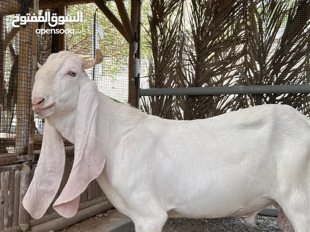 تيس مطور حجازي