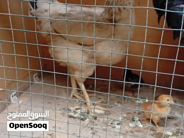 دجاجه عربيه هيه وفروخها بياضه درجه اولى