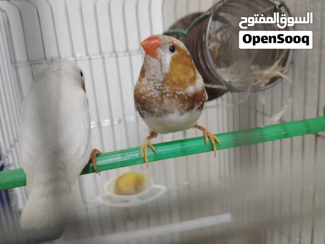 جوز فنجس طيره بلديه وفحل جامبو انجليزي مستوى عالي شغالات ميه بالميه وقفص جديد