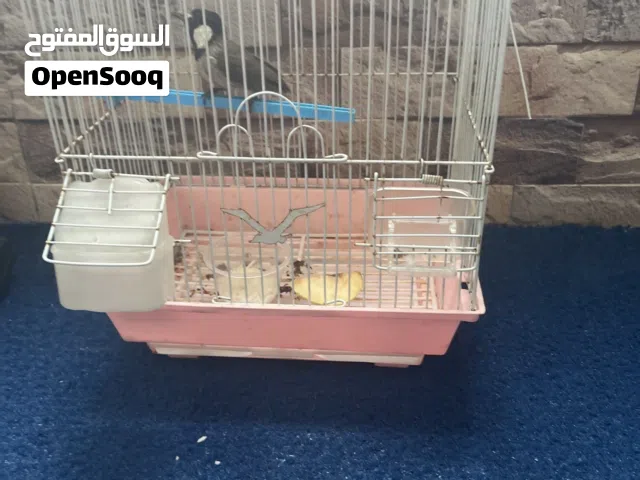 للبيع بلبول