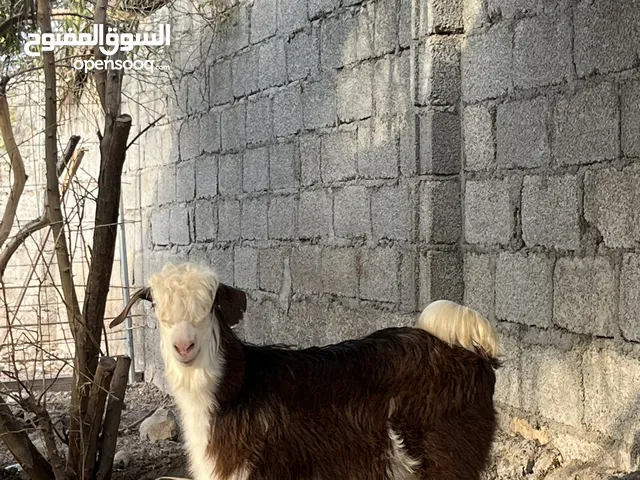 تيس رحبي50