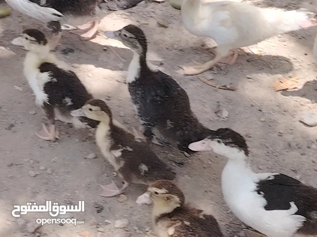 للبيع فروخ بط مصري