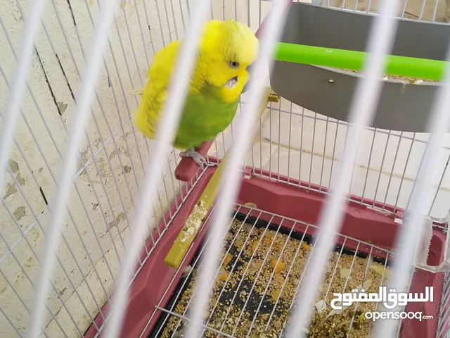 زوج طيور الحب باذجي شغال منتج من قبل وحاليا عنده بيض.