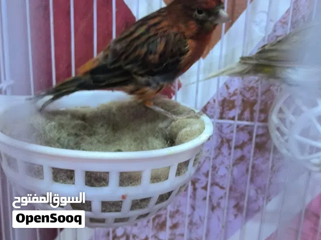 زوج كناريات