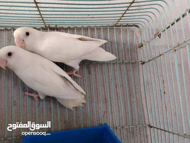 بركديلو كوبيه عين حمرا