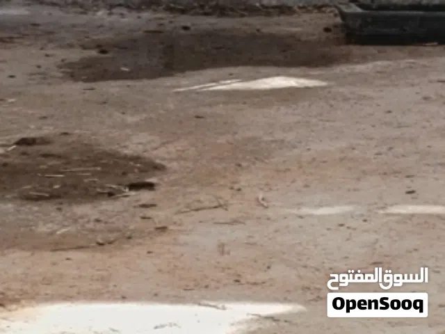 للبيع اغنام 2 جباليات بغيتهن للتربيه او الذبح ممتازات