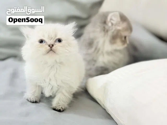 قطط مفطومات جديد
