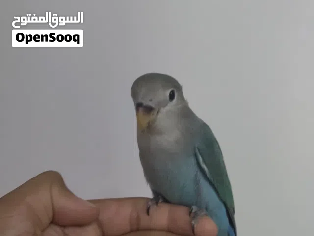للبيع روز أليف جدا إقرأ الوصف