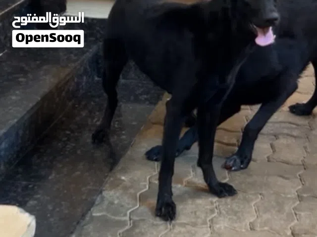 بلاك جاك work line
