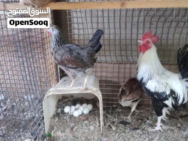 دجاج دندراوي كويتي العدد المتوفر ديجين ودجاجه عندي سيت ثلاث دجاجات وديج بيهن مجال للشراي