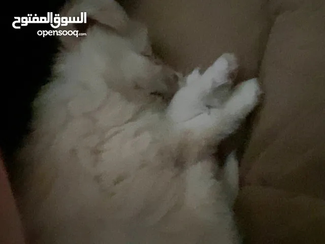 كلب لولو ولا لسا عندها شهر ونص