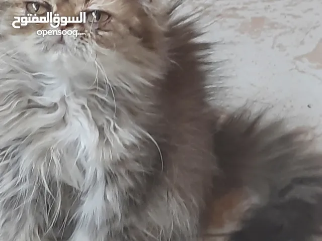 قطه بيرشن ثلات شهور