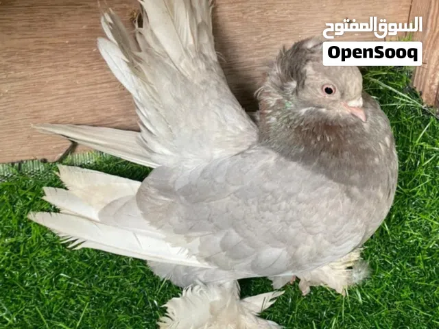انتايه روسيه للبيع