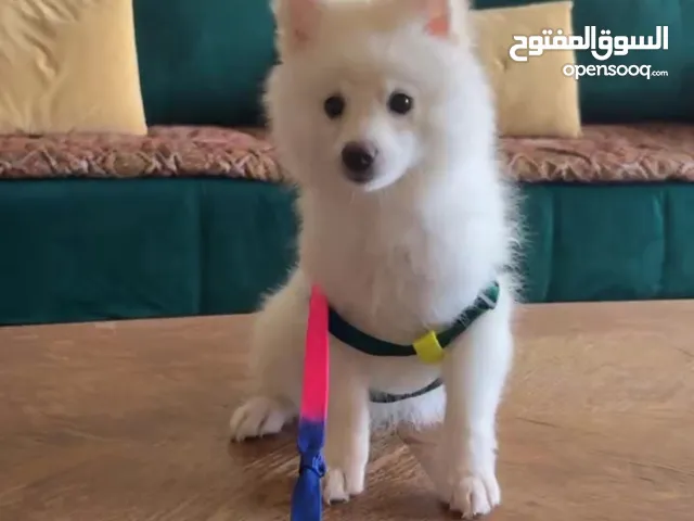 كلب جابانيز dog japanese