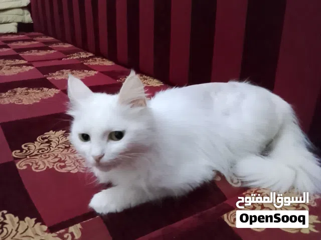 بيع قطة فارسية بيضاء شيرازى وصغارها