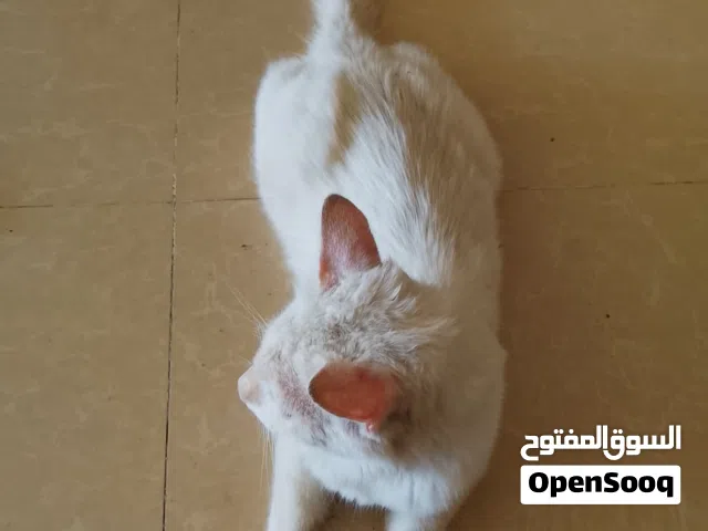 قط شيرازي للبيع