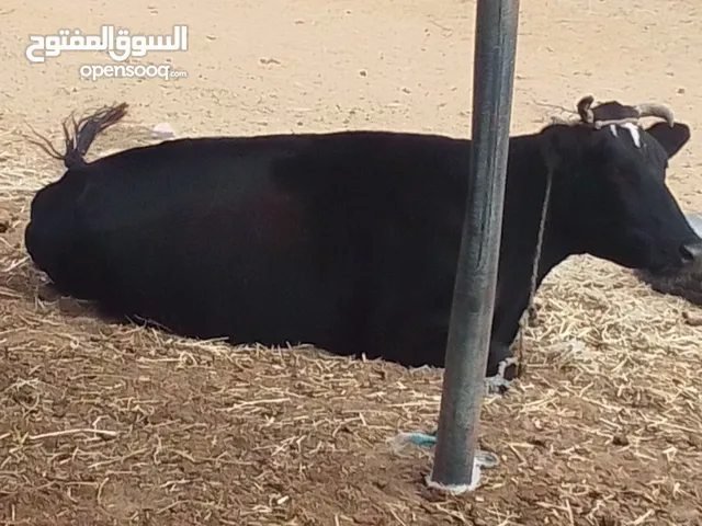بقرتان للبيع الله يبارك